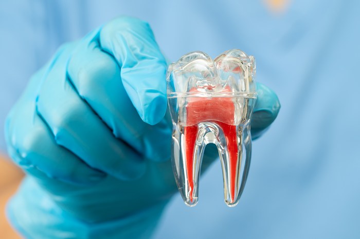 Illustration d'une dent